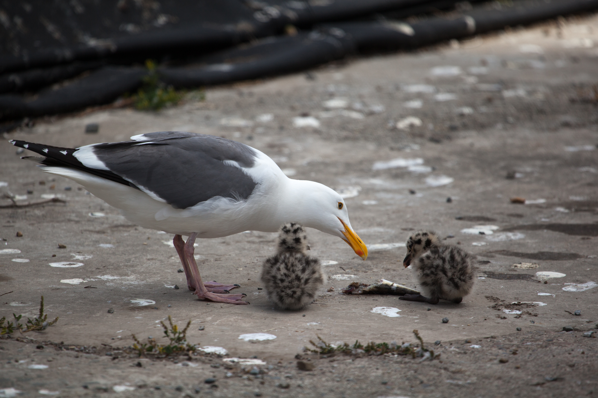 Seagul and chicks at Alcatraz Federal Penitentiary