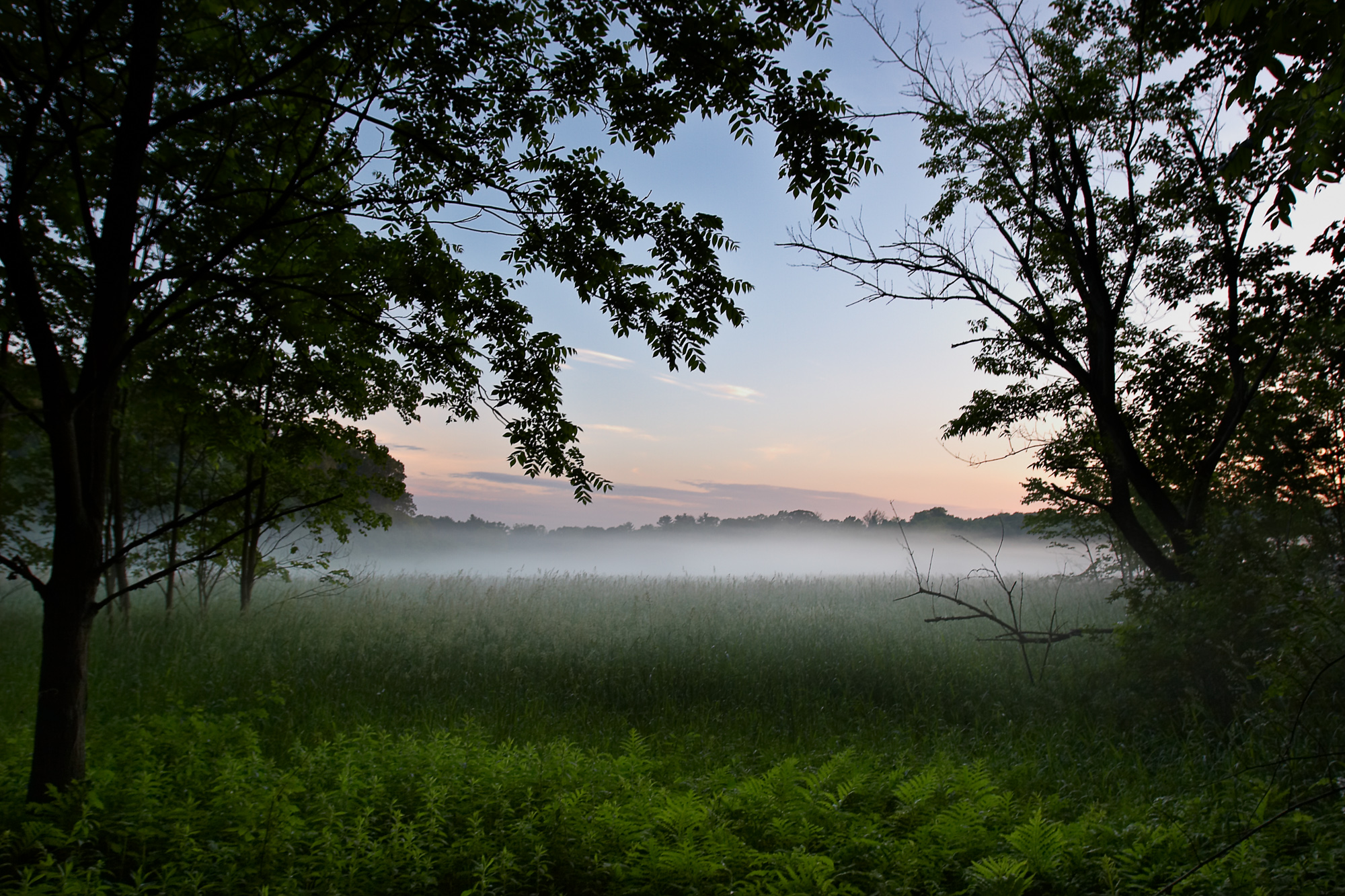 Fog over a marsh early in the morning near Northampton State Hospital
