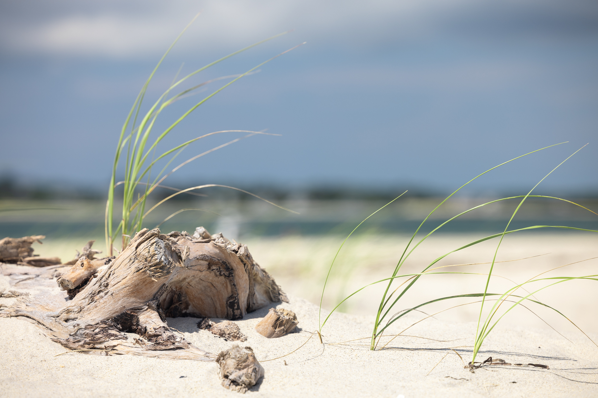 Driftwood and beach grass near Jeremy Point in Welfleet, MA.