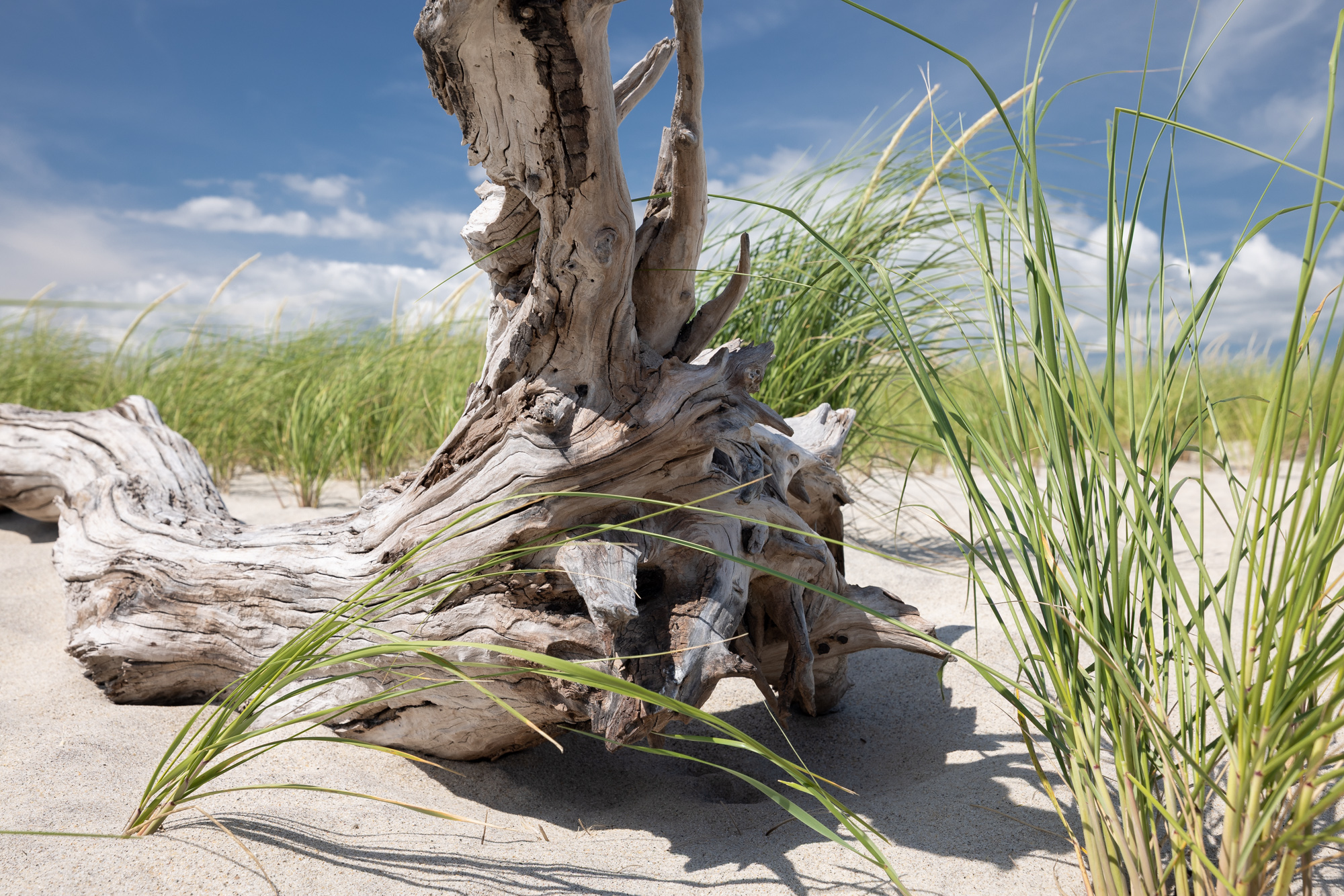 Driftwood and beach grass near Jeremy Point in Welfleet, MA.