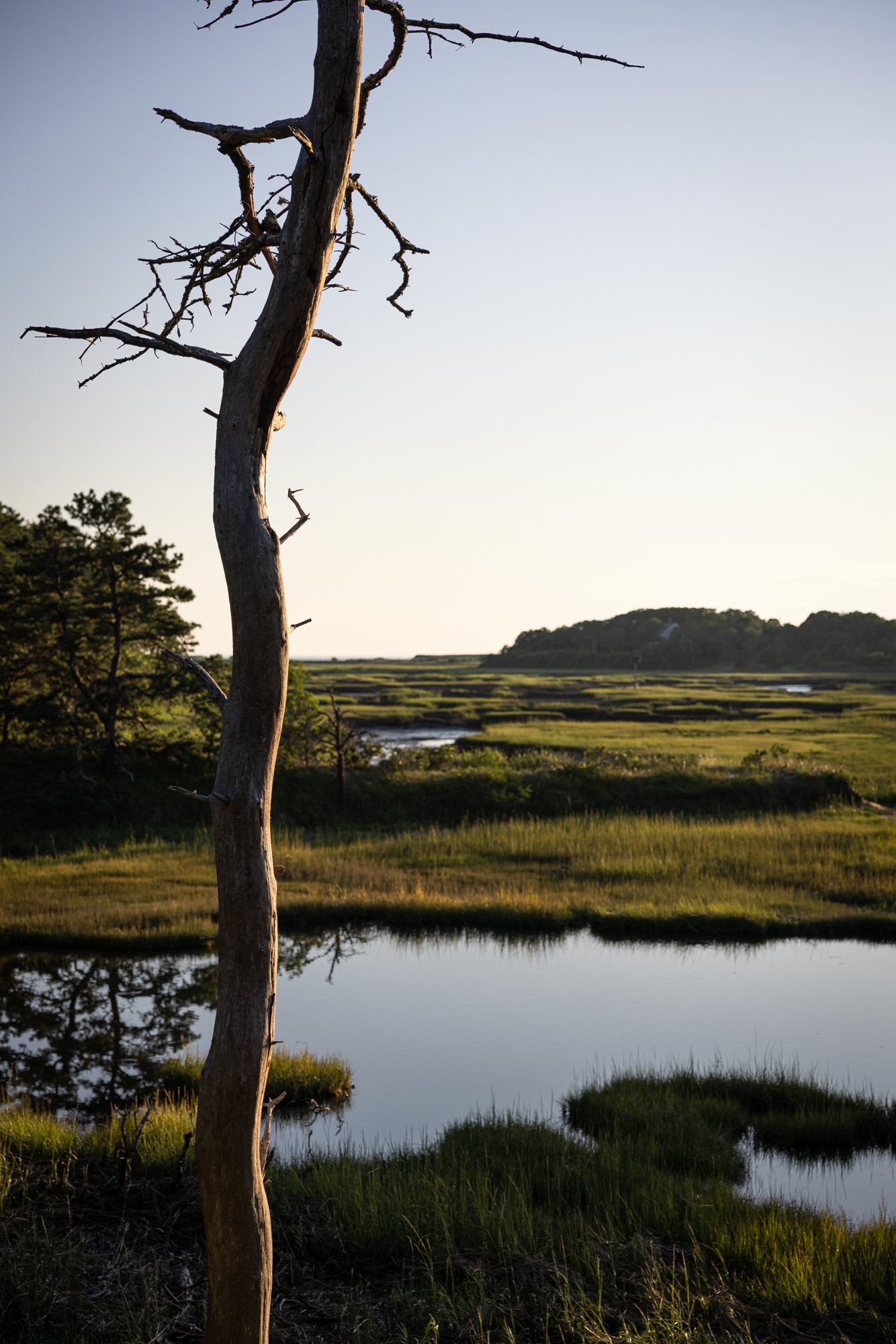 Salt marsh and dead tree at sunset in Truro, MA.