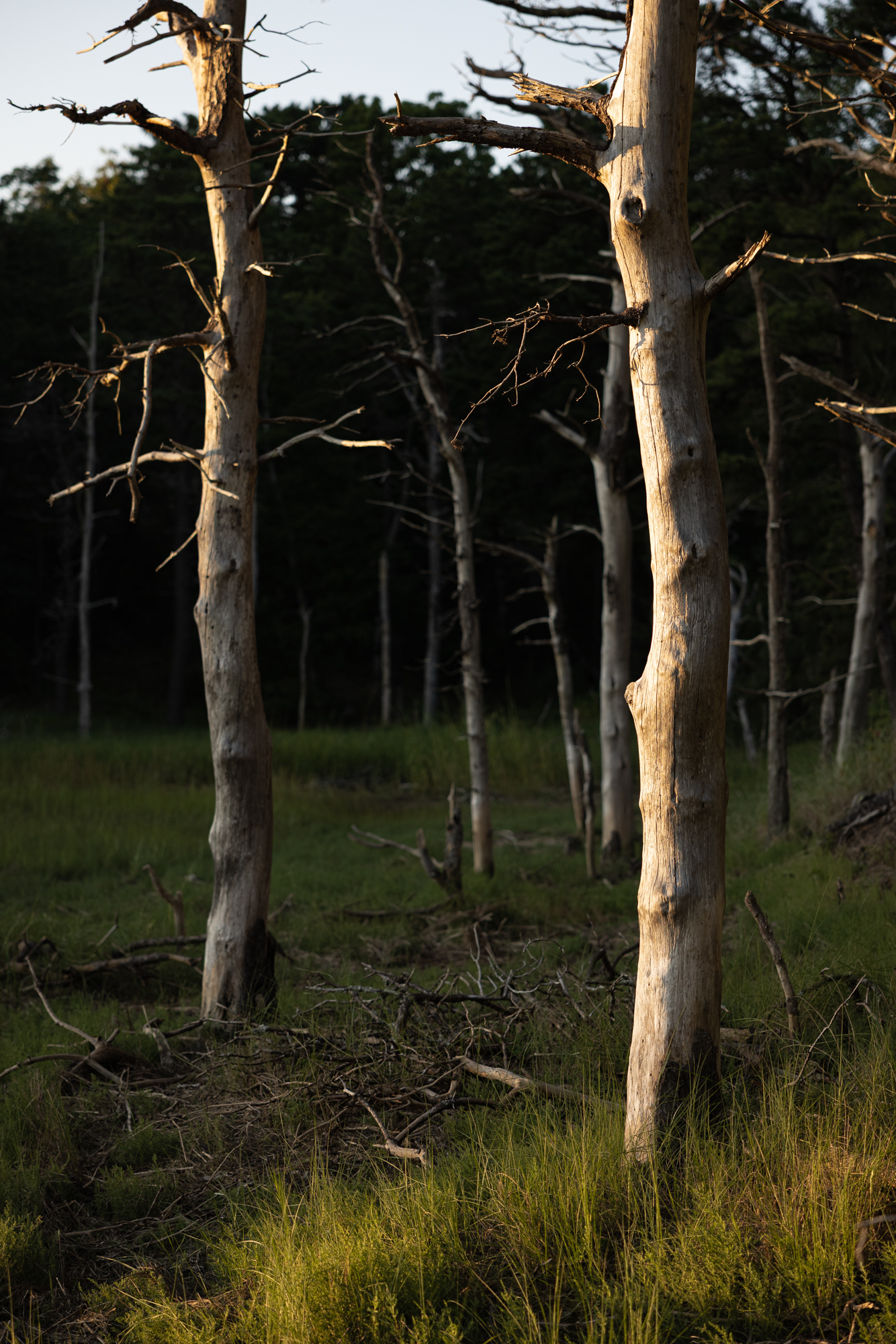 Dead trees in salt marsh at sunset in Truro, MA.
