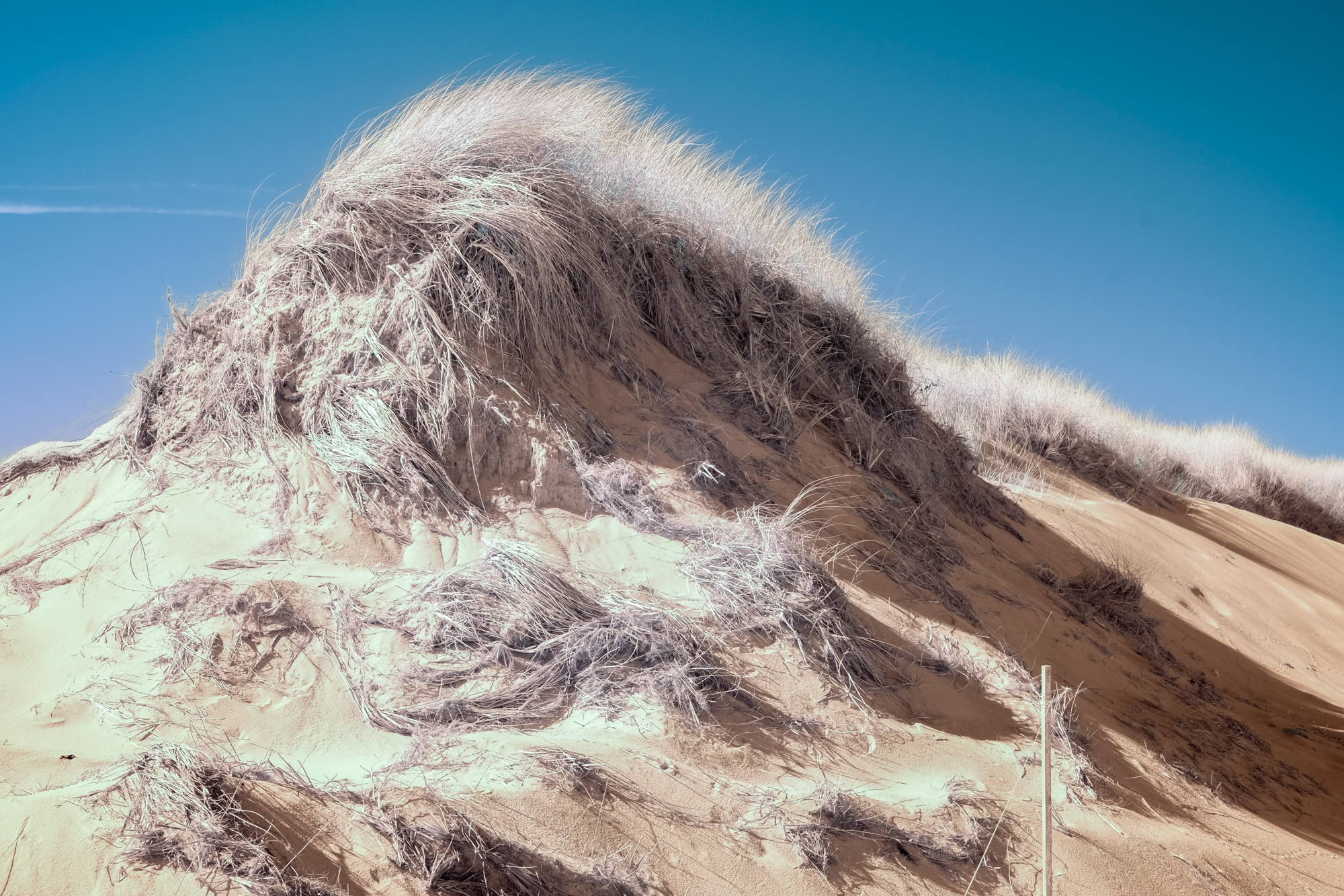 Infrared shot of a dune near Jeremy Point in Welfleet, MA.