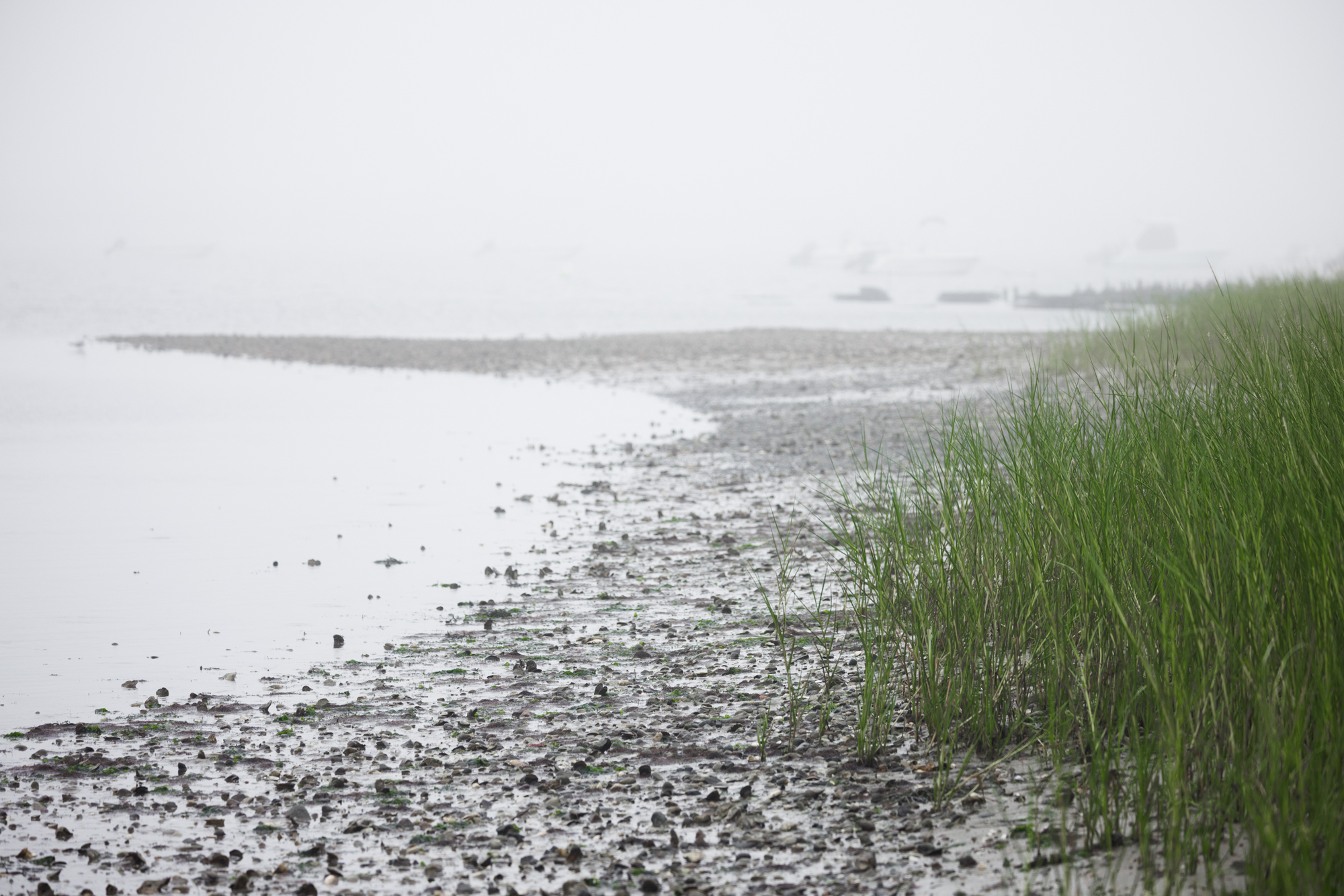 Low tide on a foggy day in Welfleet Harbor.