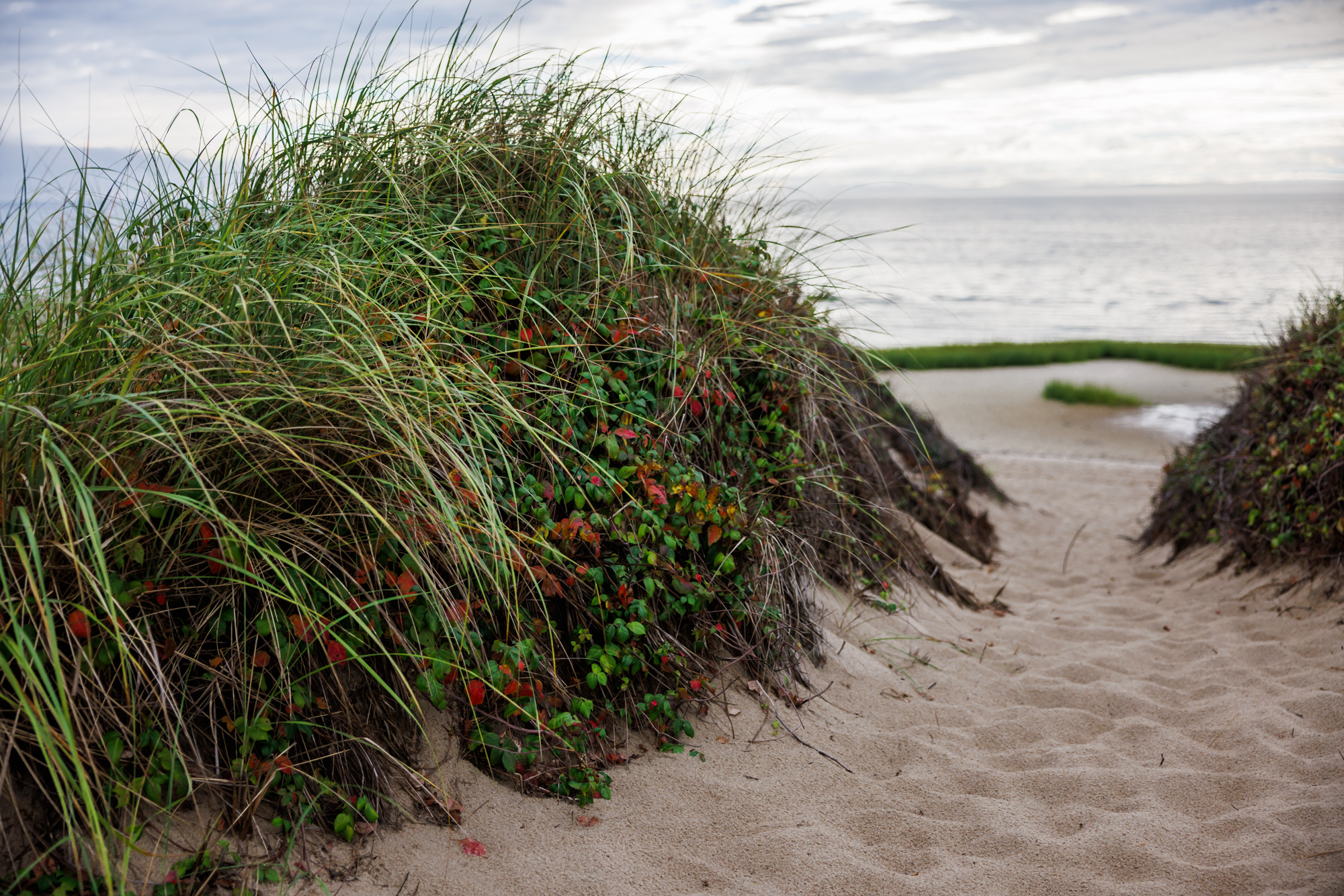 Beach vegetation in Welfleet, MA.