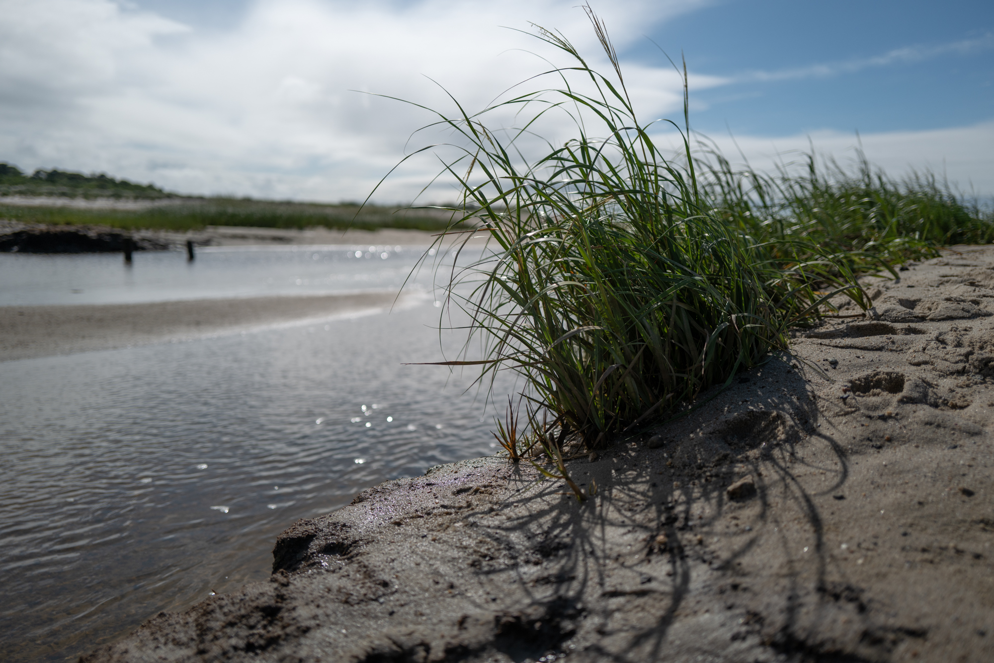 Photograph of sea grass in Dennis, MA.