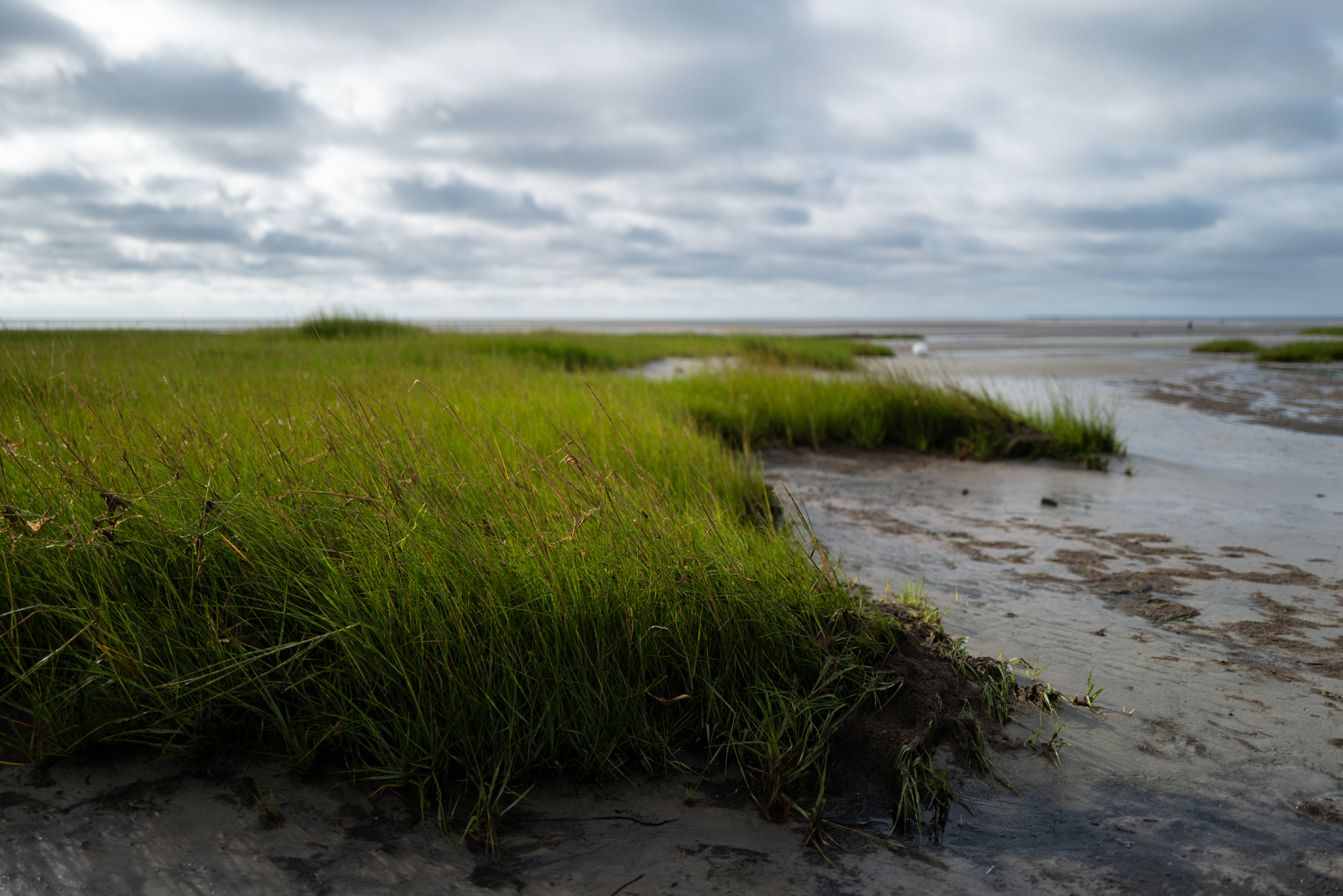 Photograph of sea grass in Dennis, MA.