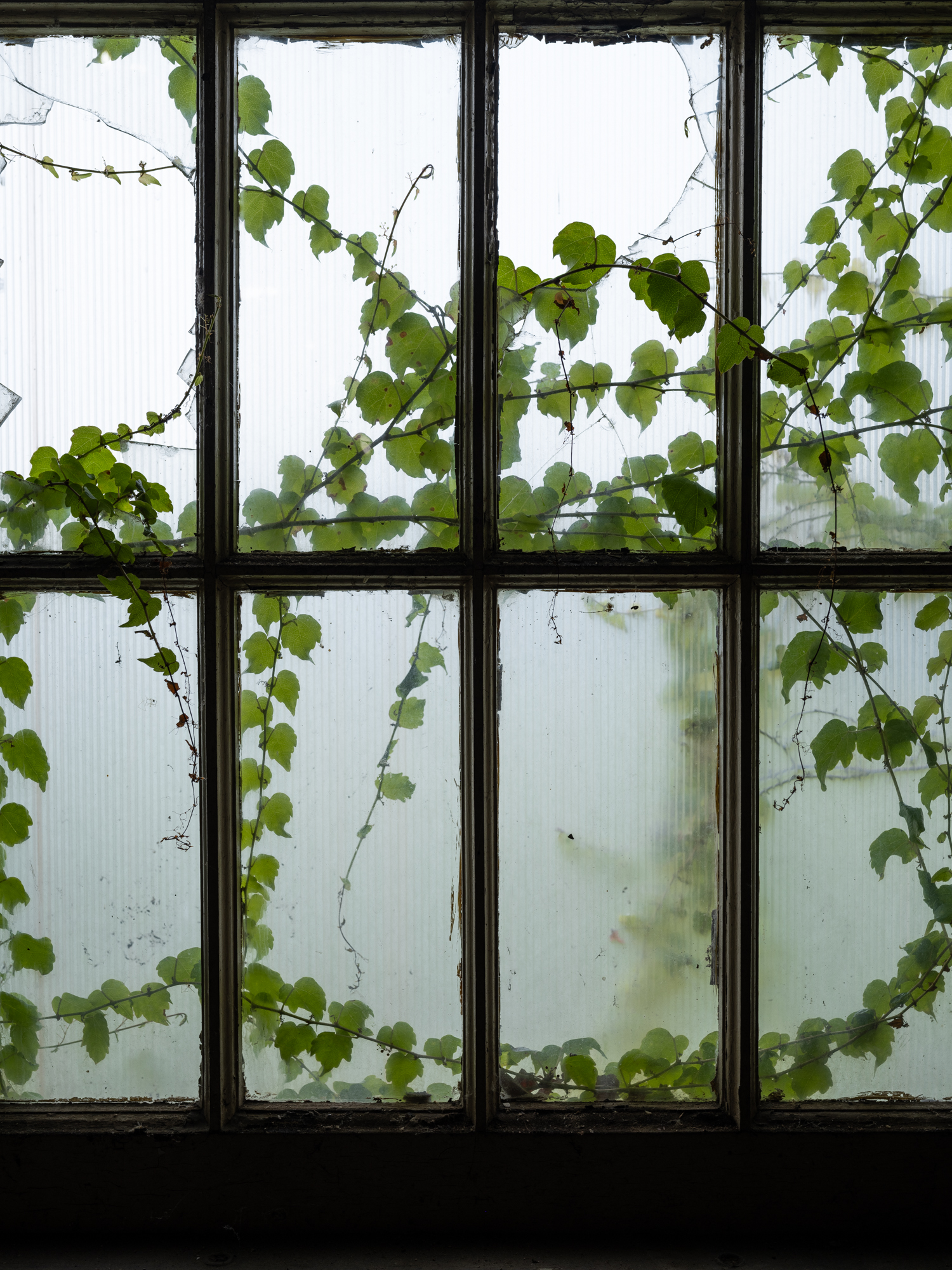 Overgrown window at Buffalo State Hospital