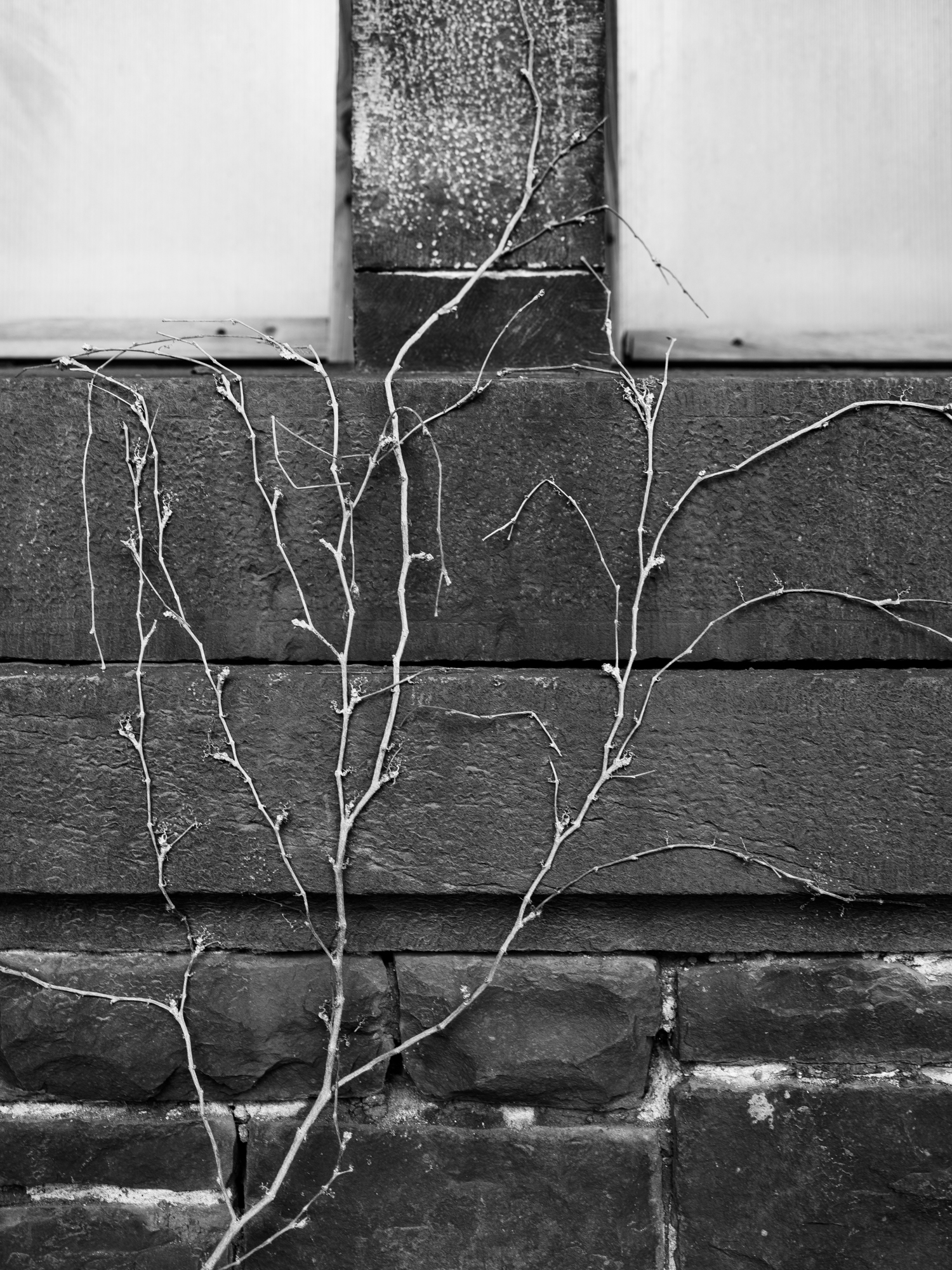 Plant growing over stone wall at Buffalo State Hospital