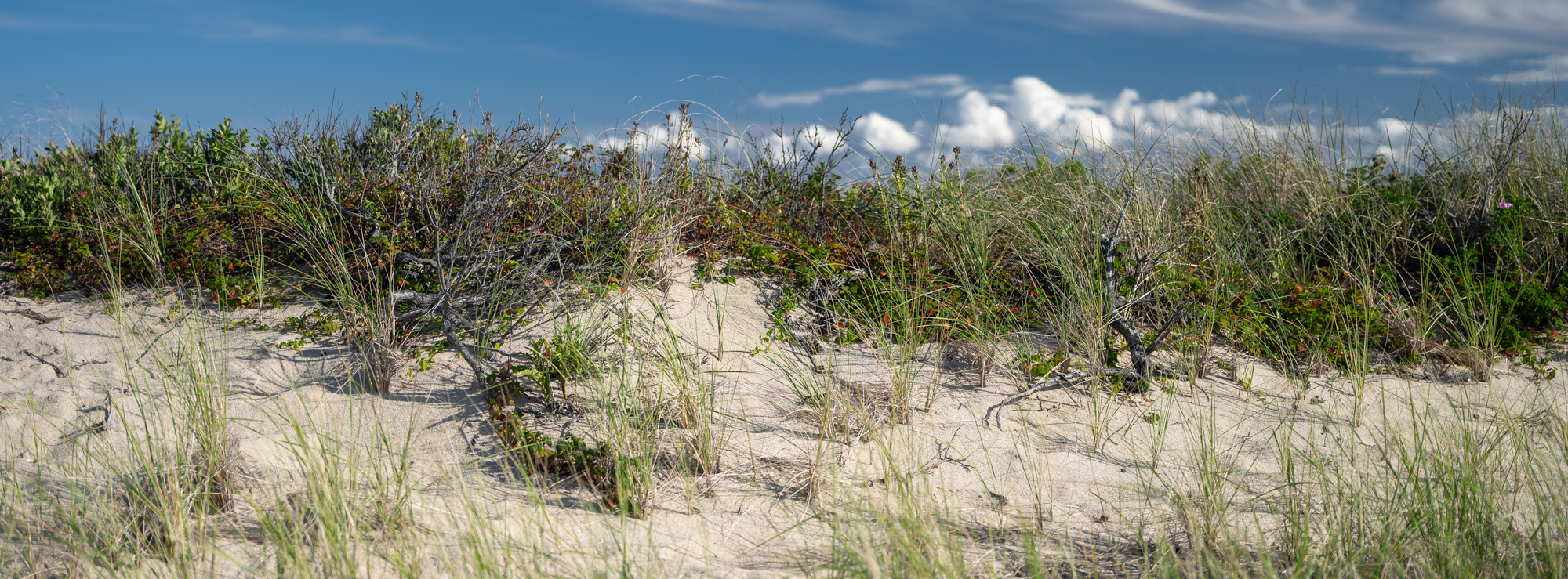 Dunes on Wood end in Provincetown, Massachusetts